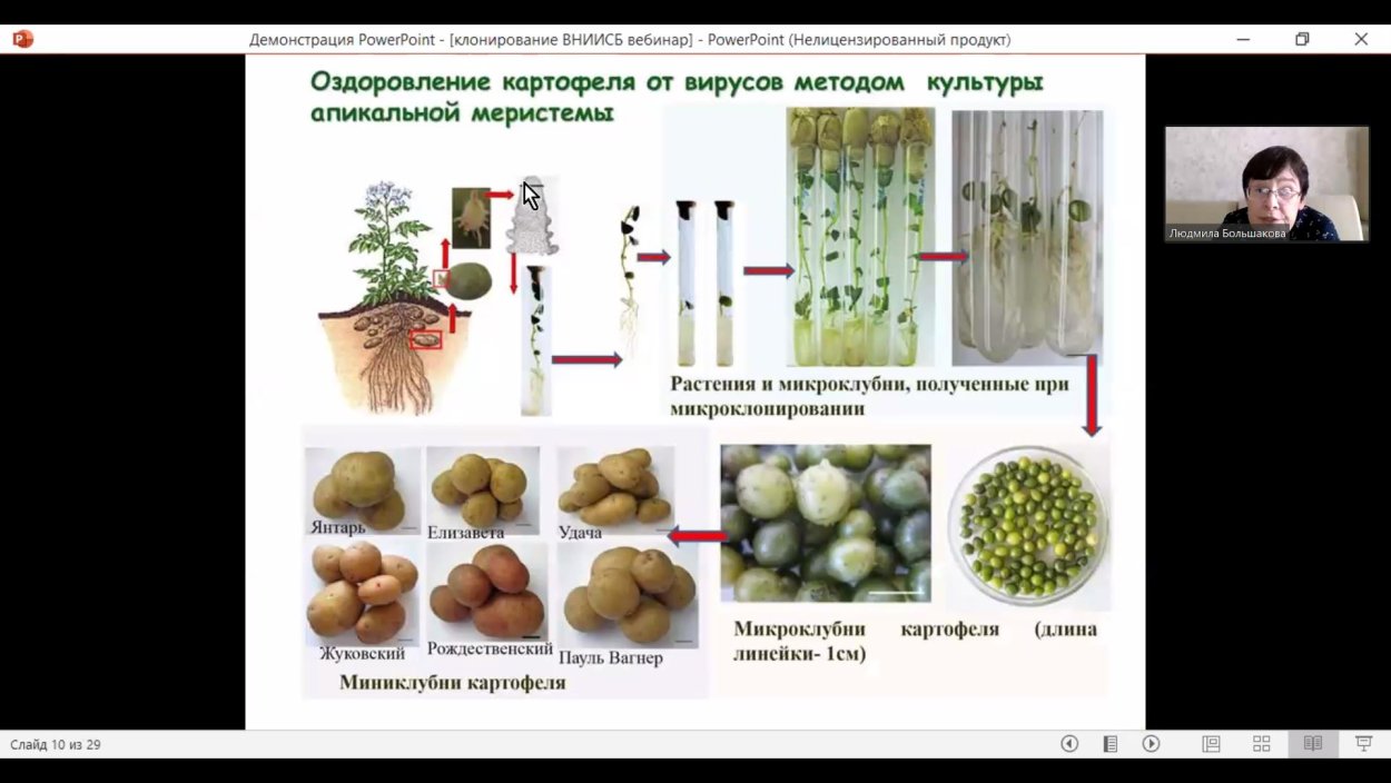 Анатомическое строение стебля древесных растений