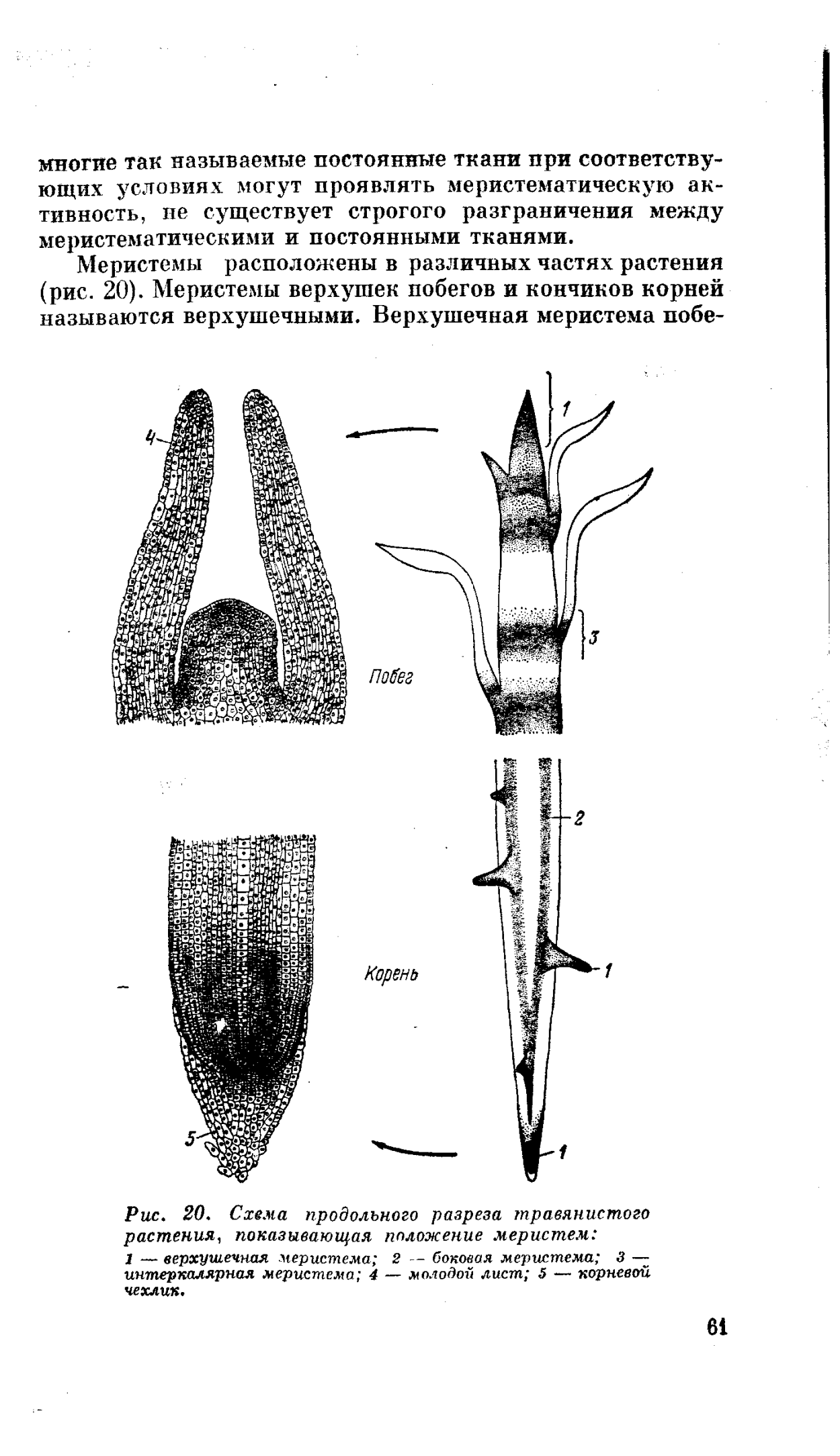 Интеркалярная меристема злаков