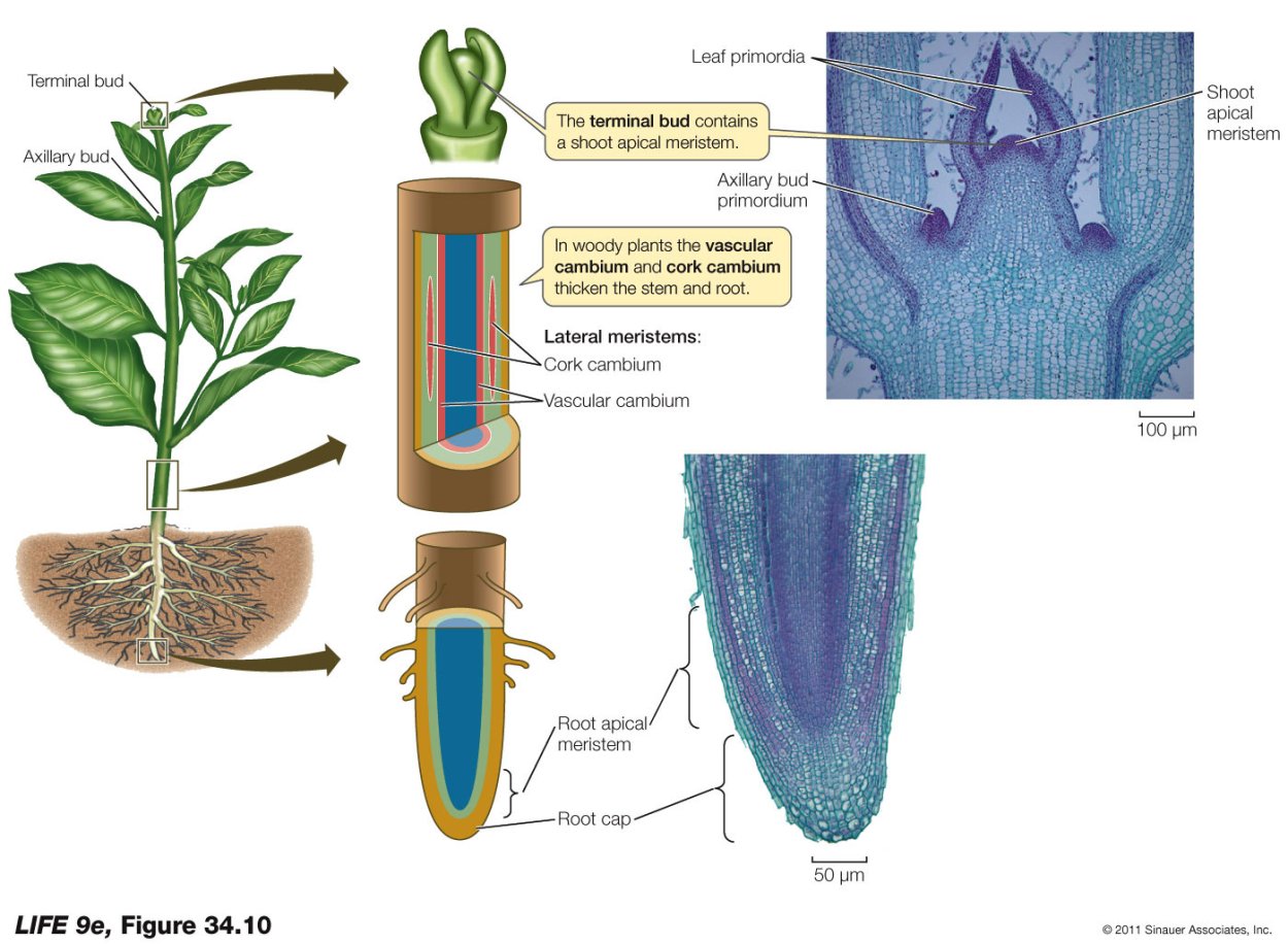 Верхушечная меристема корня ботаника