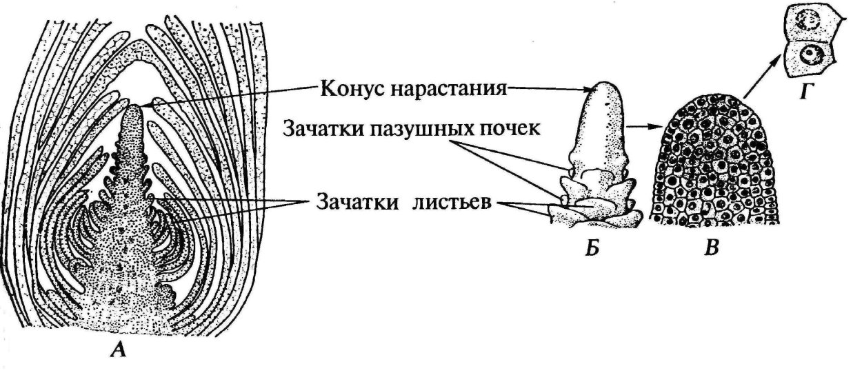 Образовательная ткань растений камбий