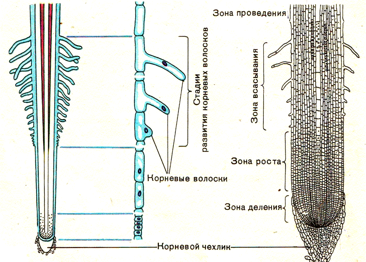 Меристема растений под микроскопом