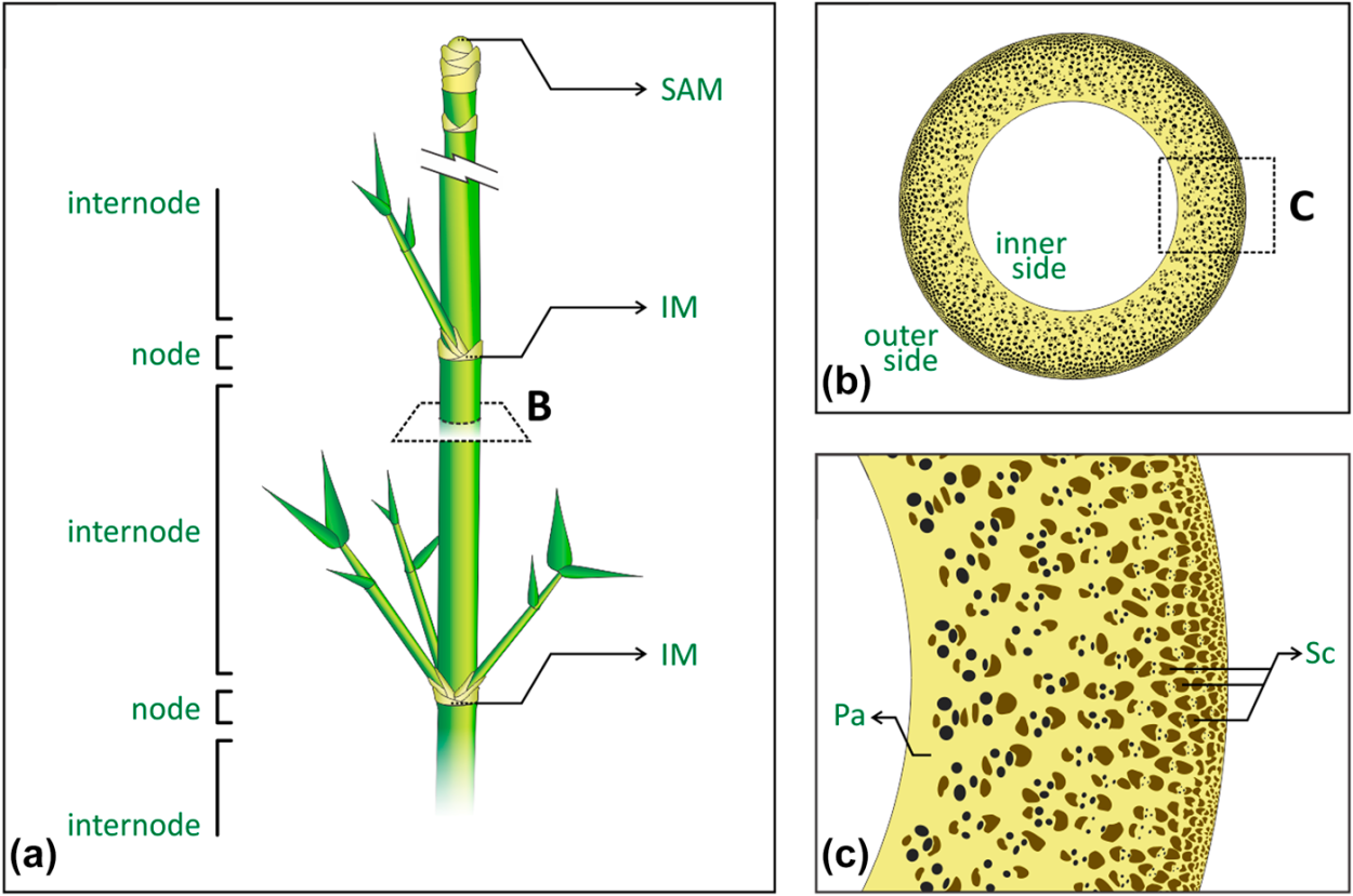 Меристема картофеля
