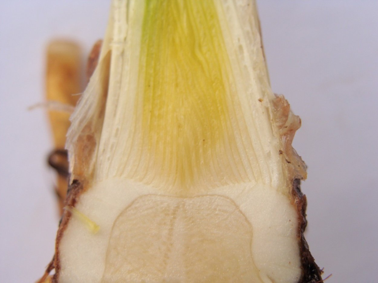 Генциановый фиолетовый окрашивание ксилемы
