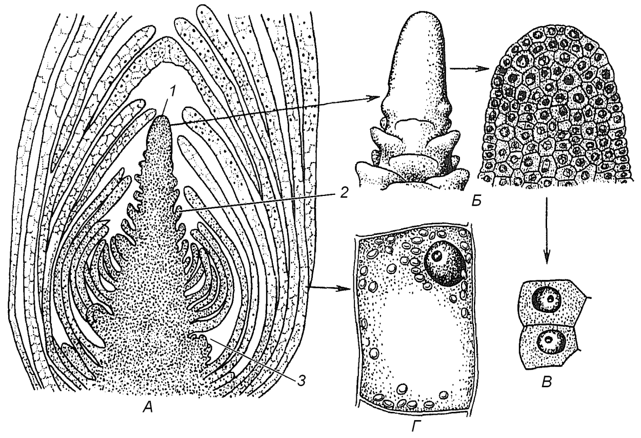 Микропрепарат корневой чехлик