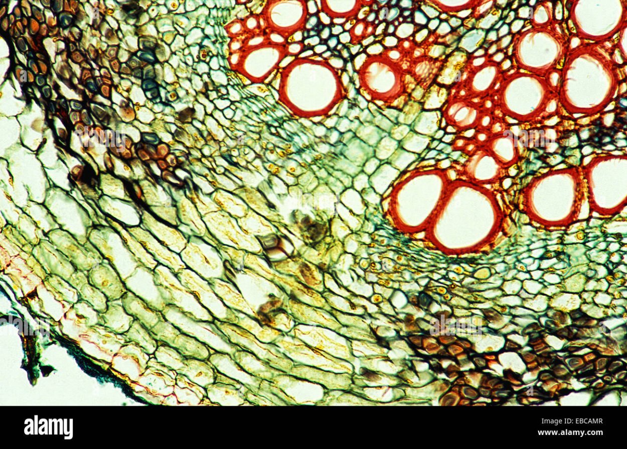 Корневой чехлик образовательная ткань