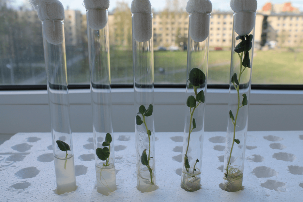 Клетки меристемы под микроскопом