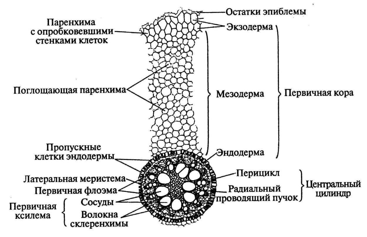 Auxin root transport