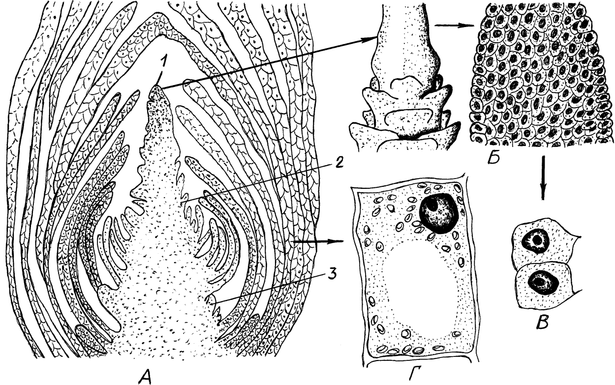 Меристема растений это