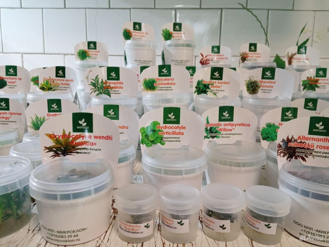 Төбелік (апикальдық) меристема