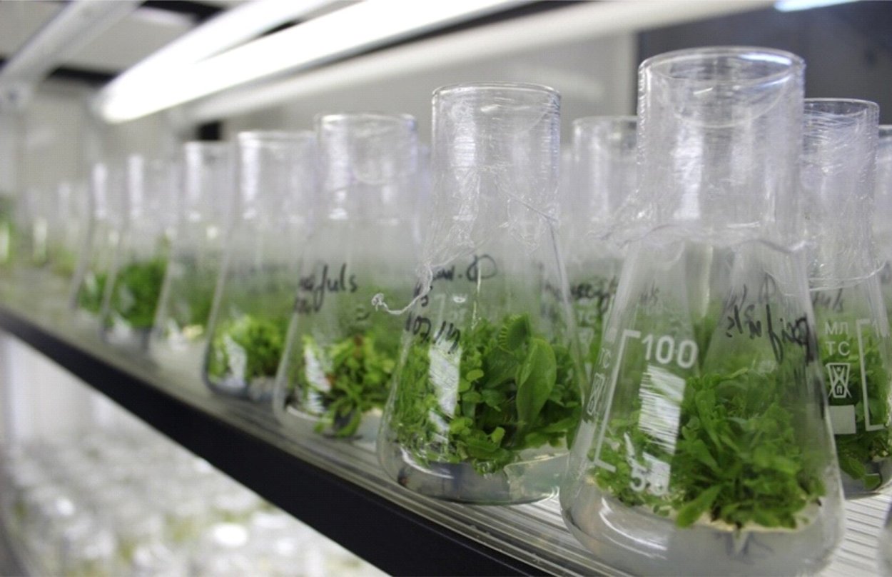 Bacterium tumefaciens растения