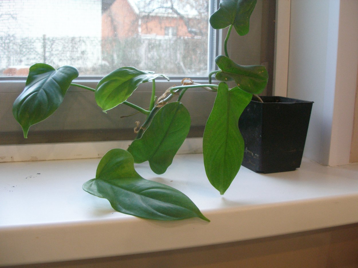Филодендрон лазящий размножение