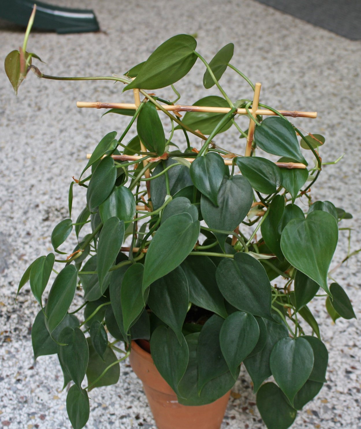 Филодендрон плющевидный