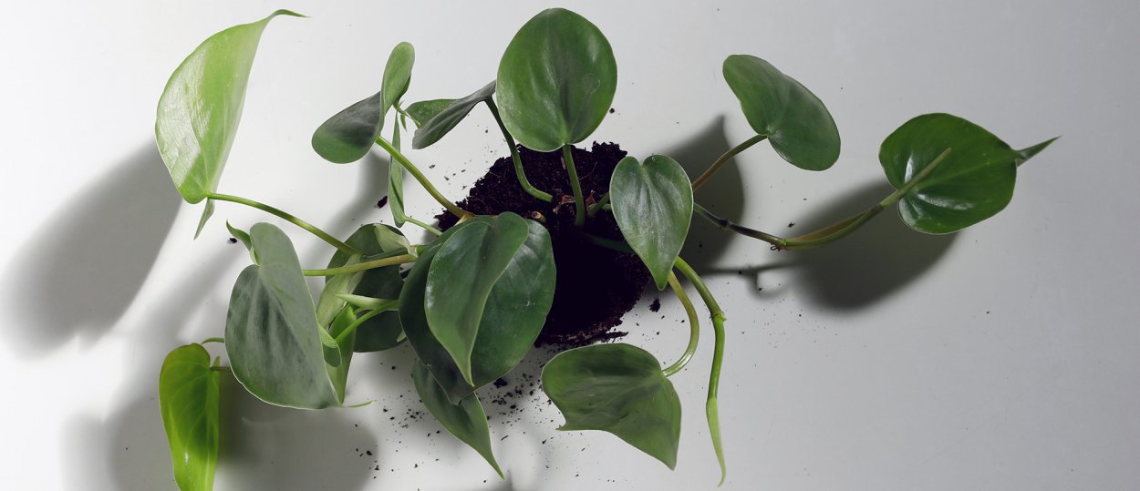 Лист Филодендрон голубой 70см