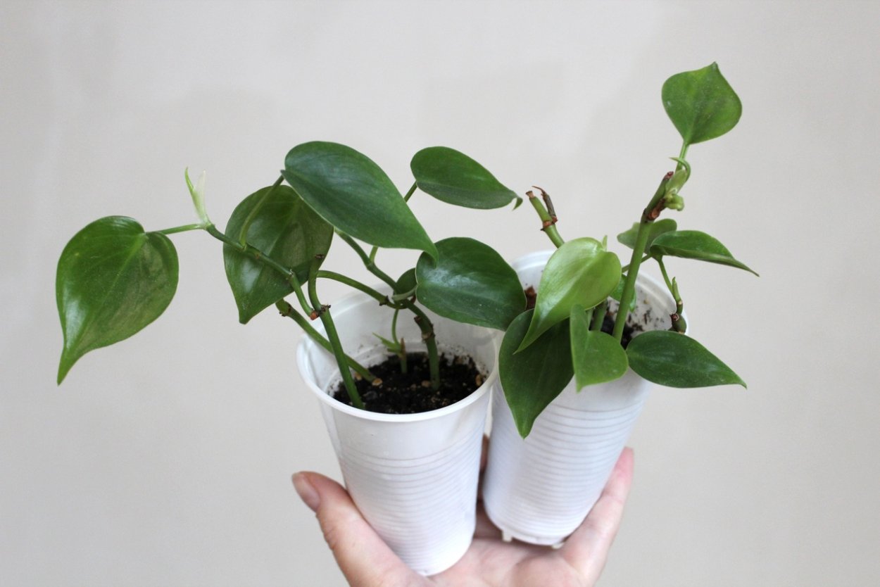 Филодендрон плющевидный