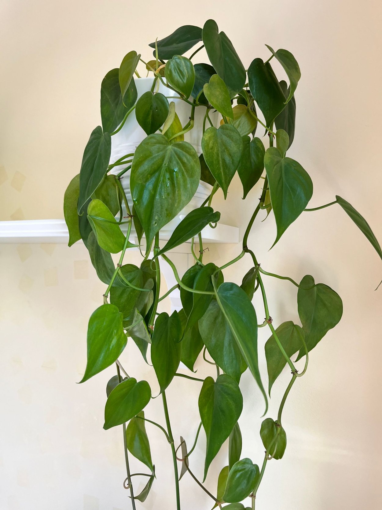 Филодендрон лазящий