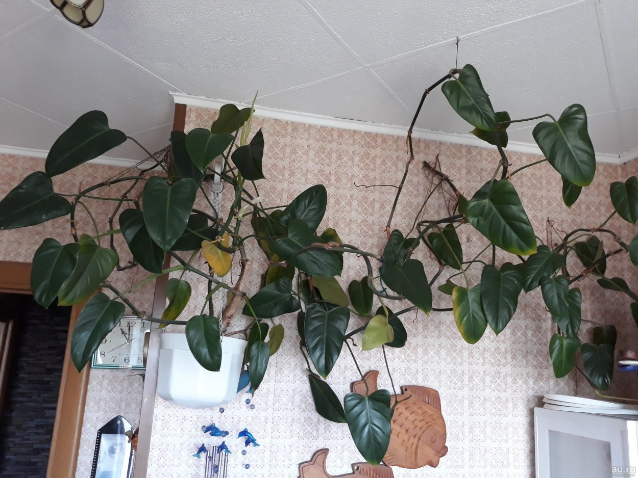 Филодендрон плющевидный