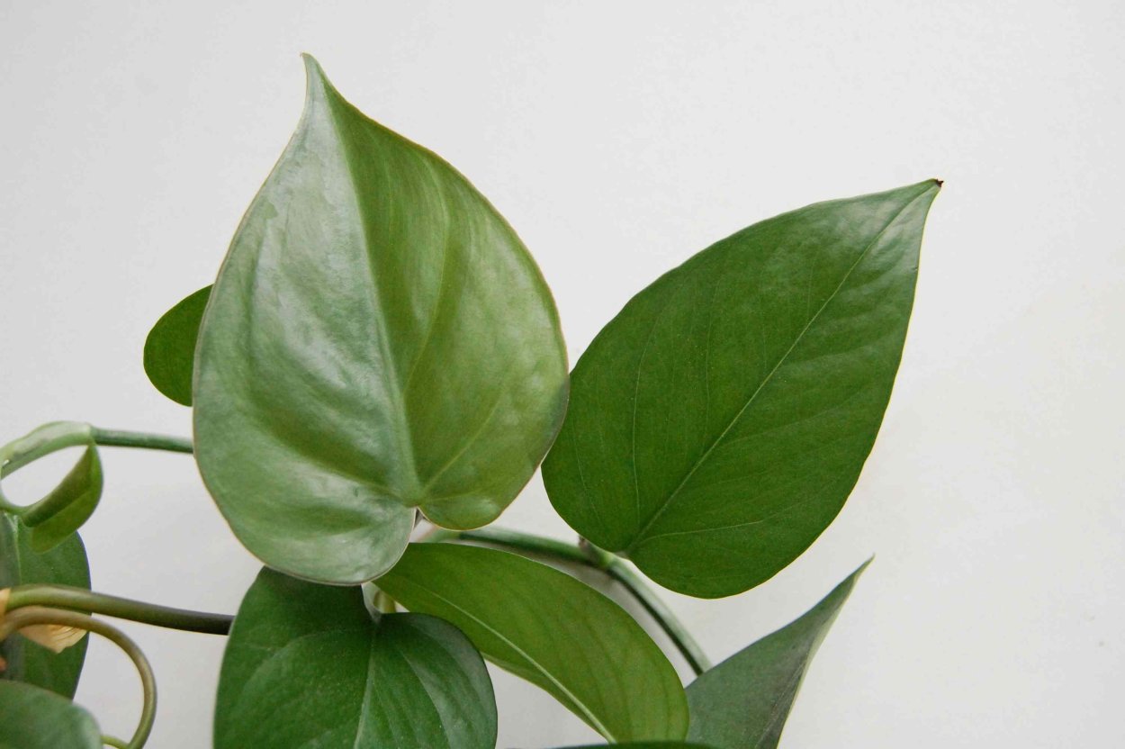 Филодендрон Сканденс heartleaf