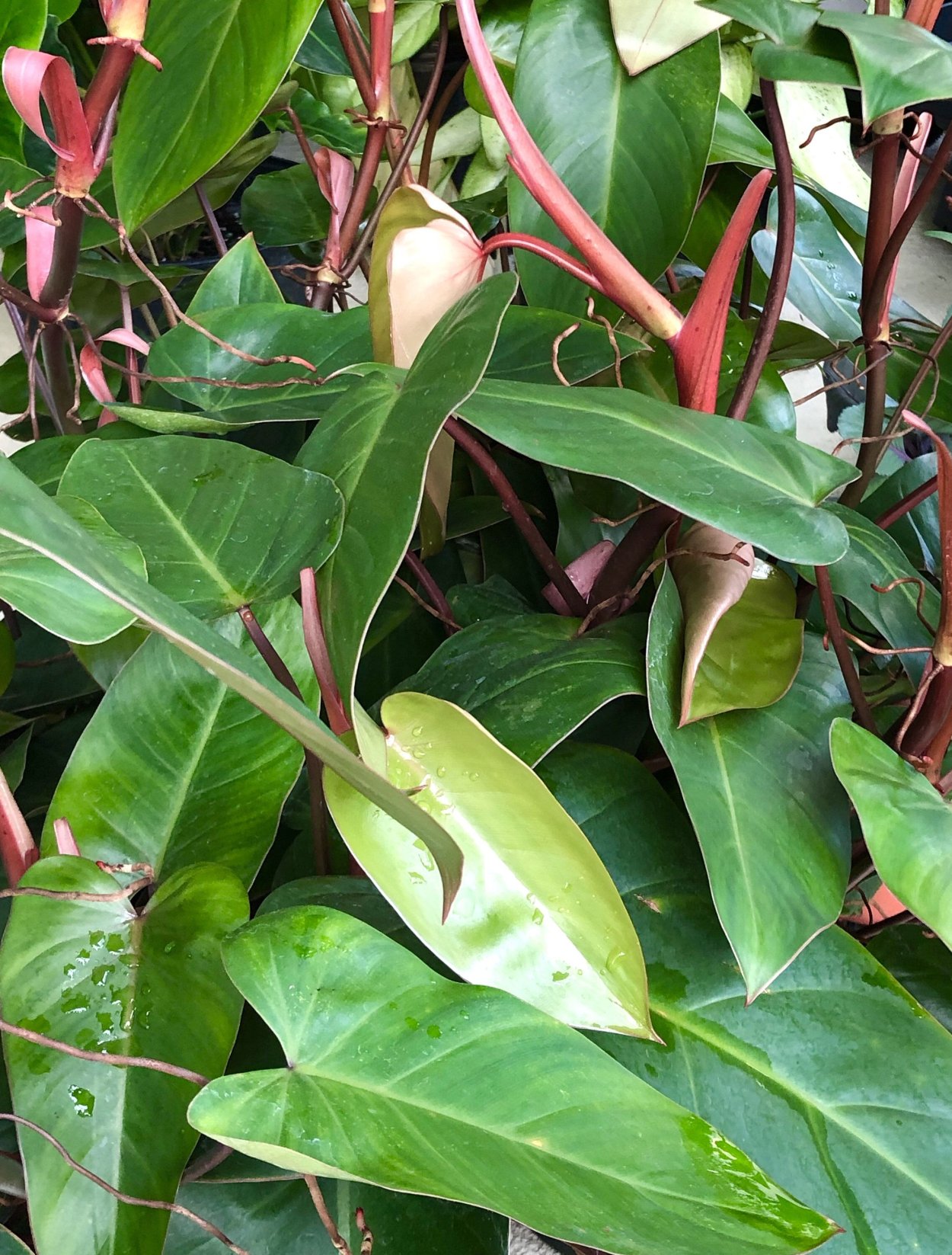 Монстера, сциндапсус, Филодендрон