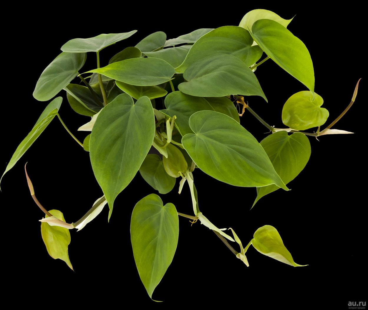 Филодендрон лазающий