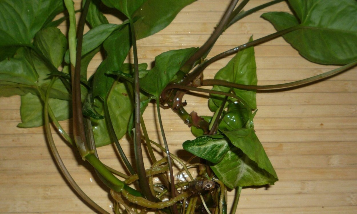 Филодендрон Lemon Lime