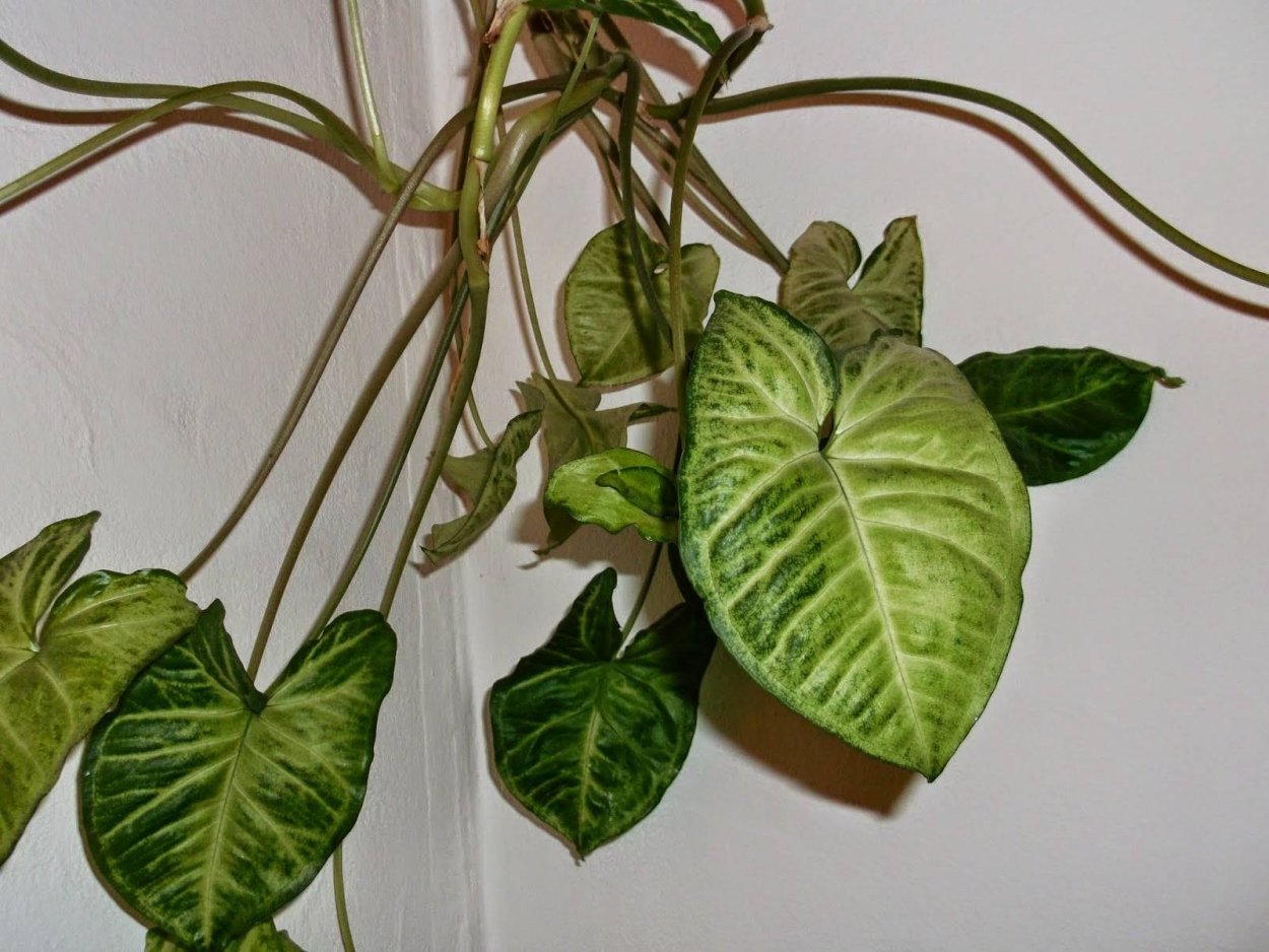 Филодендрон лазящий