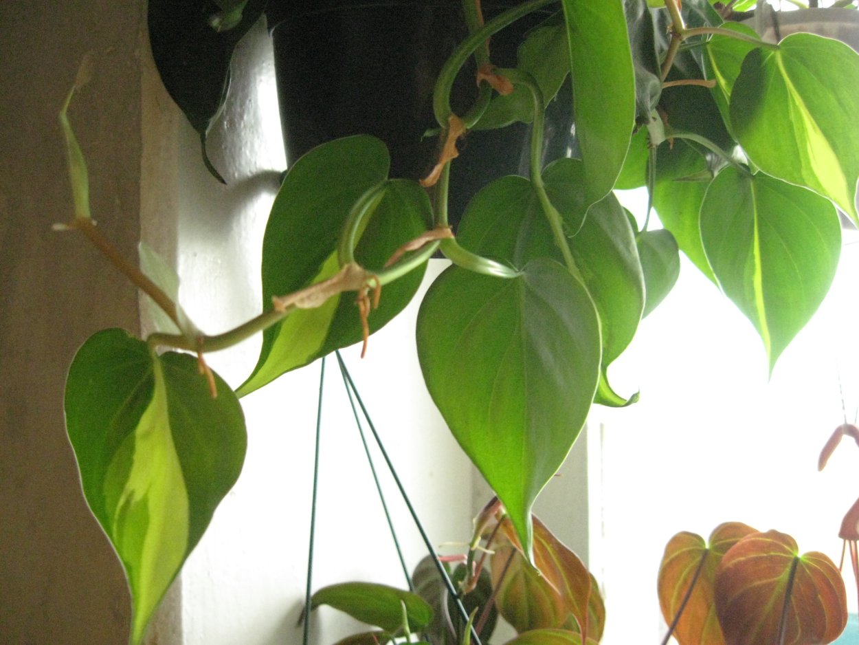 Филодендрон неон