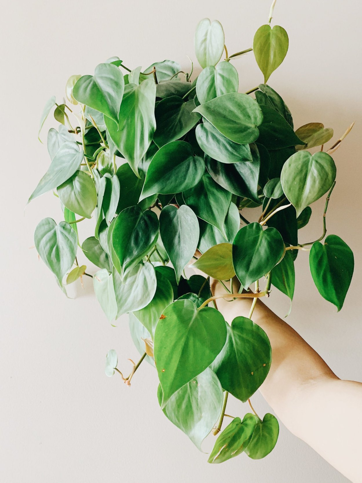 Филодендрон лазящий