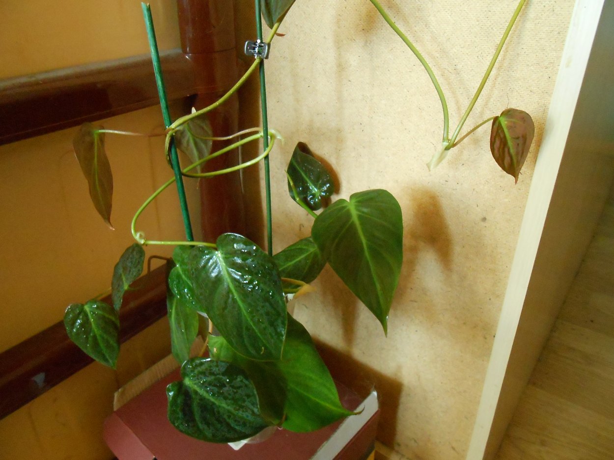 Филодендрон Сильвер Квин