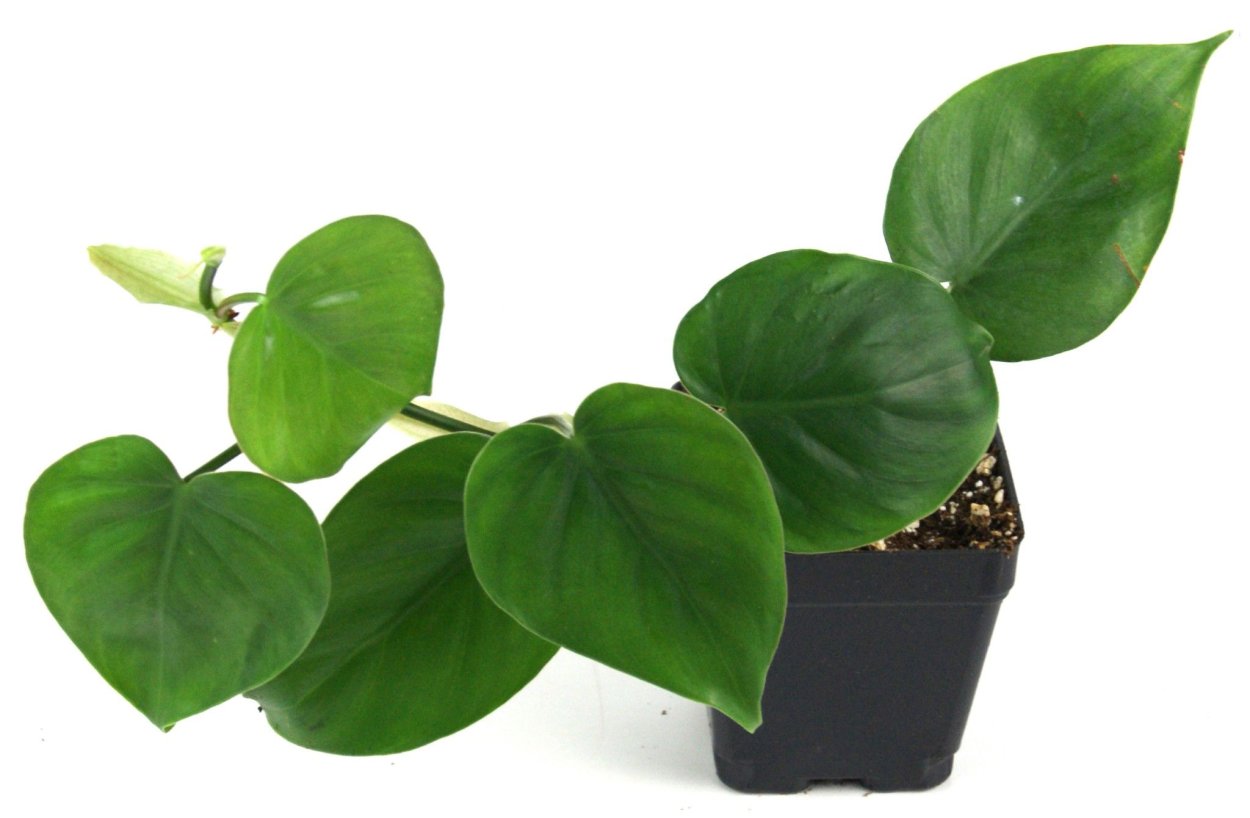 Филодендрон кордатум