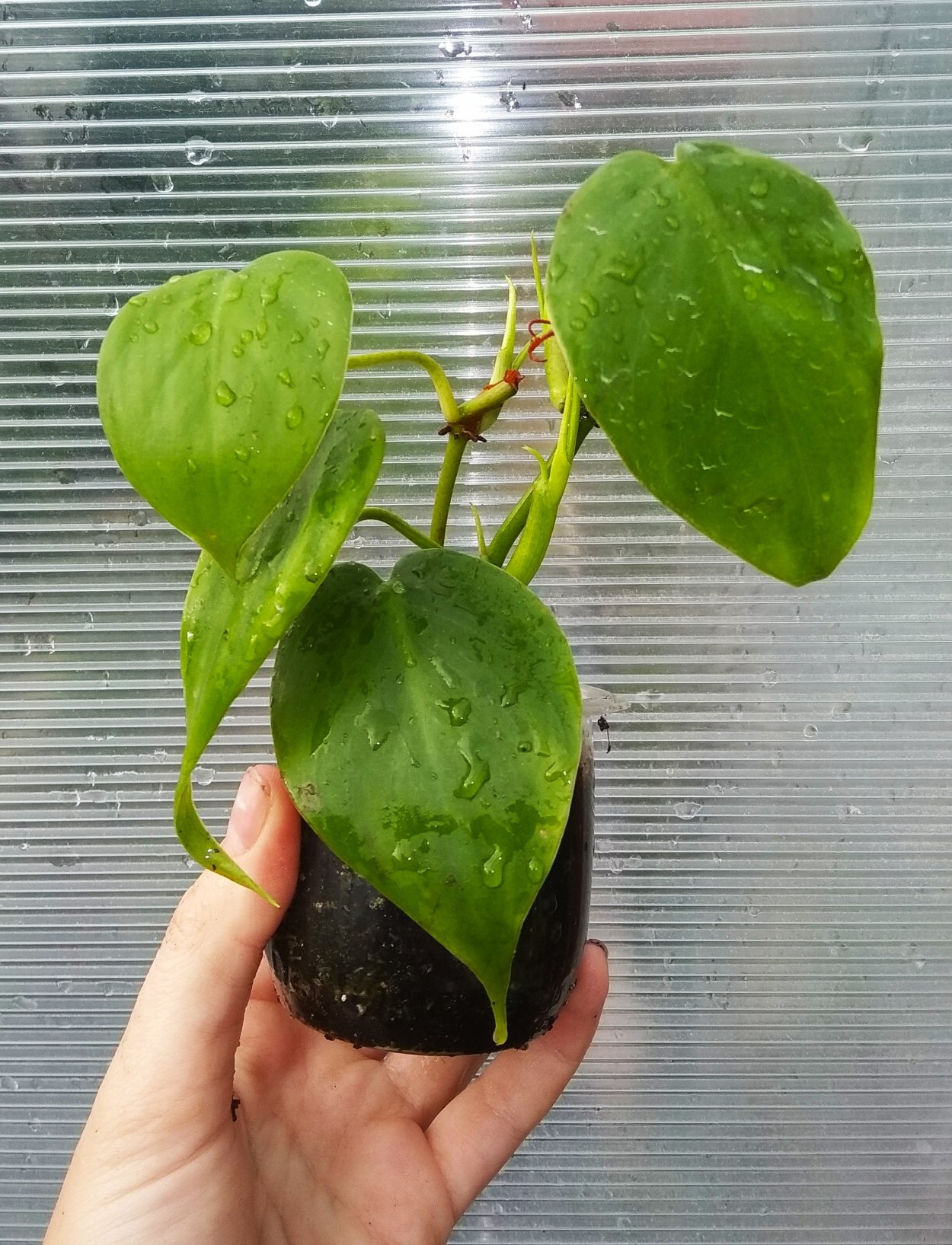 Филодендрон гитаровидный