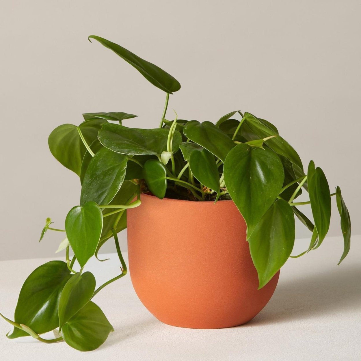 Филодендроны плющелистные