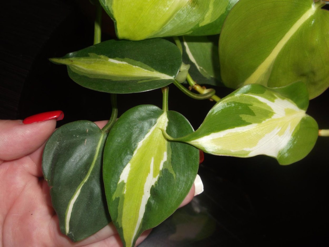 Филодендрон ядовитый