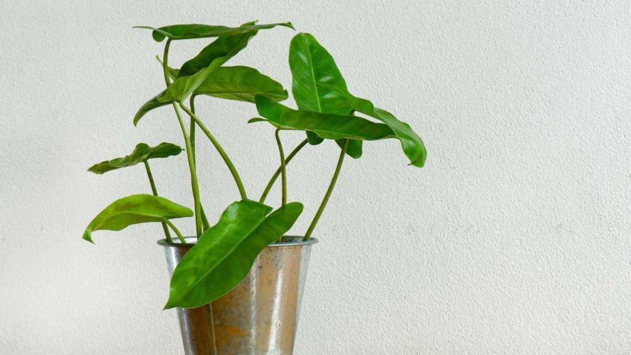 Филодендрон лазящий