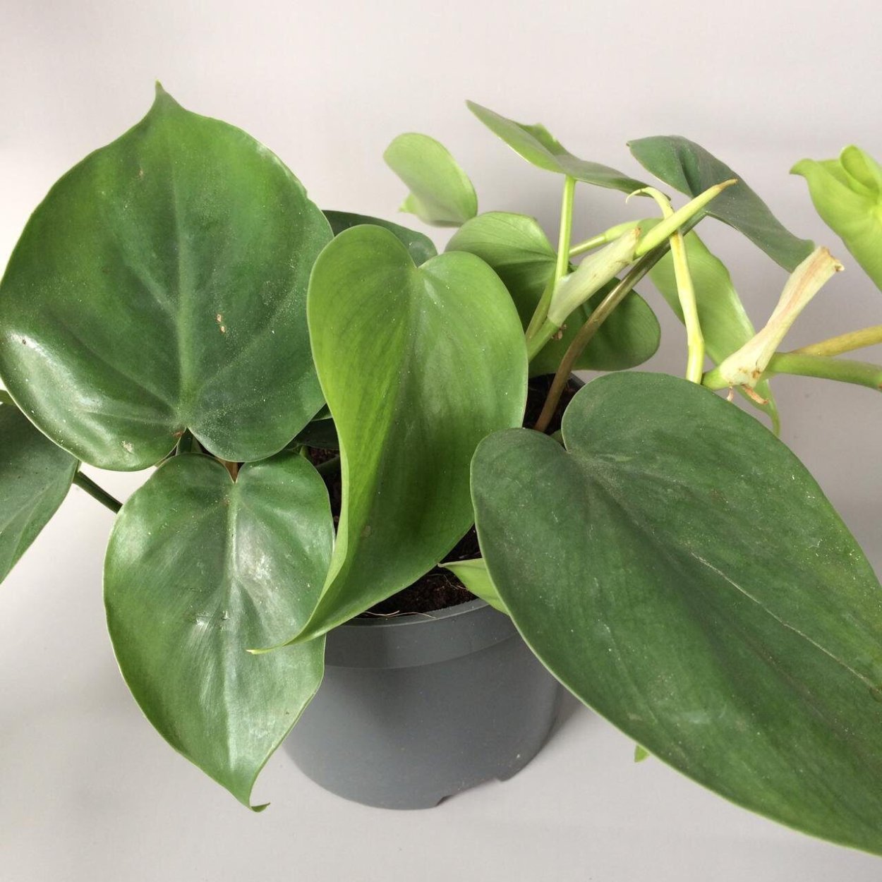 Филодендрон грей