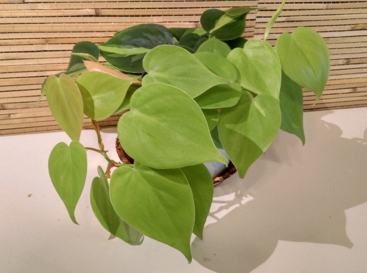 Филодендрон лазящий