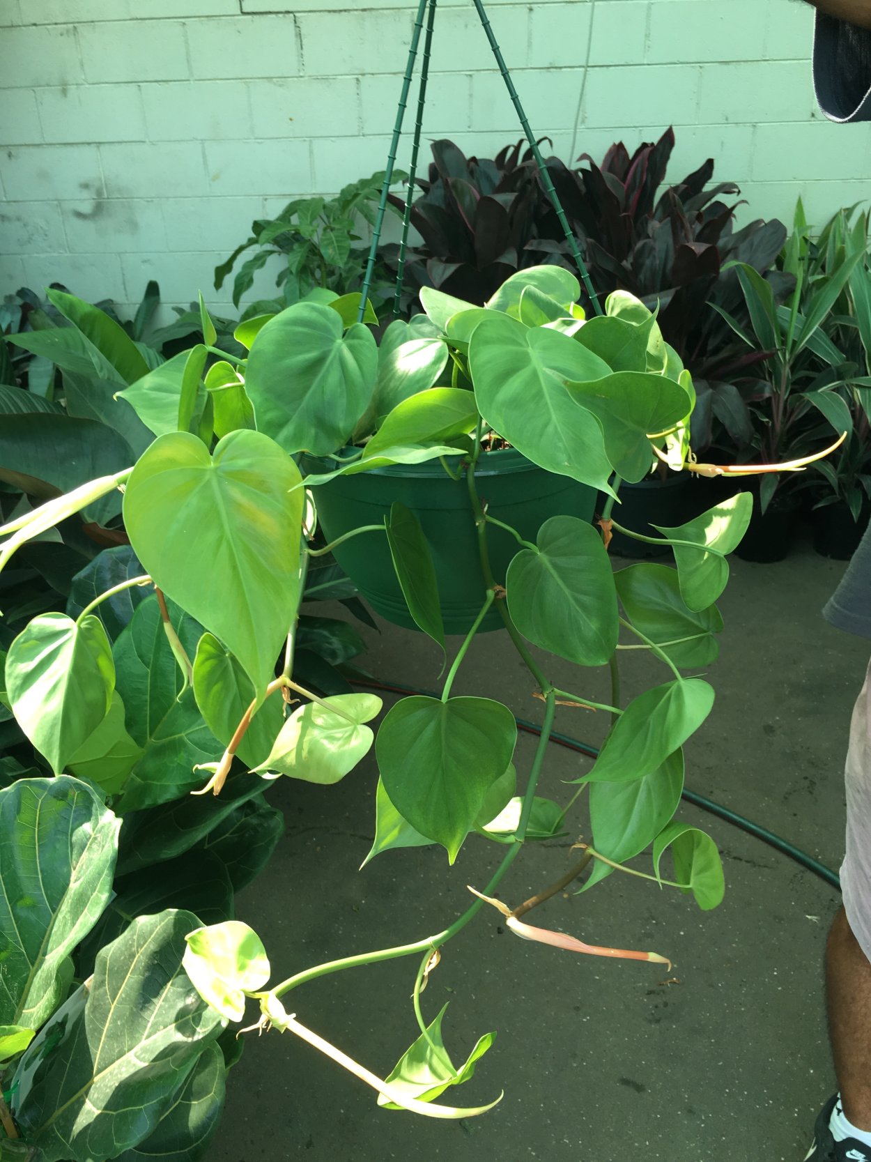 Филодендрон erubescens