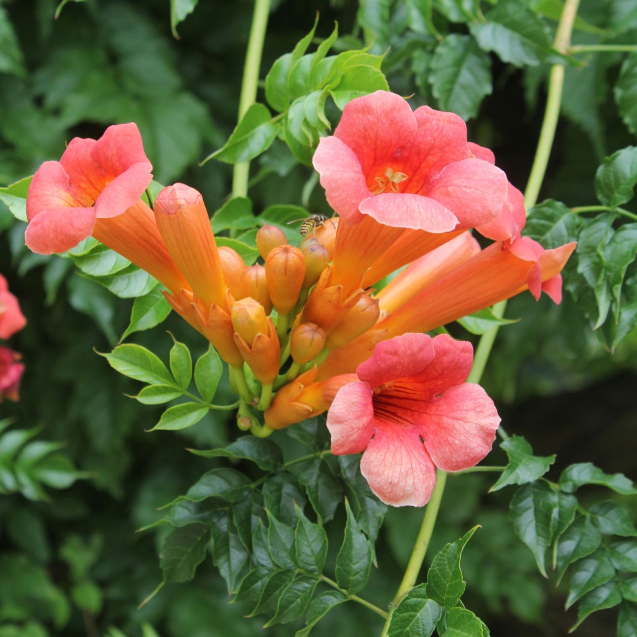 Красный колокольчик