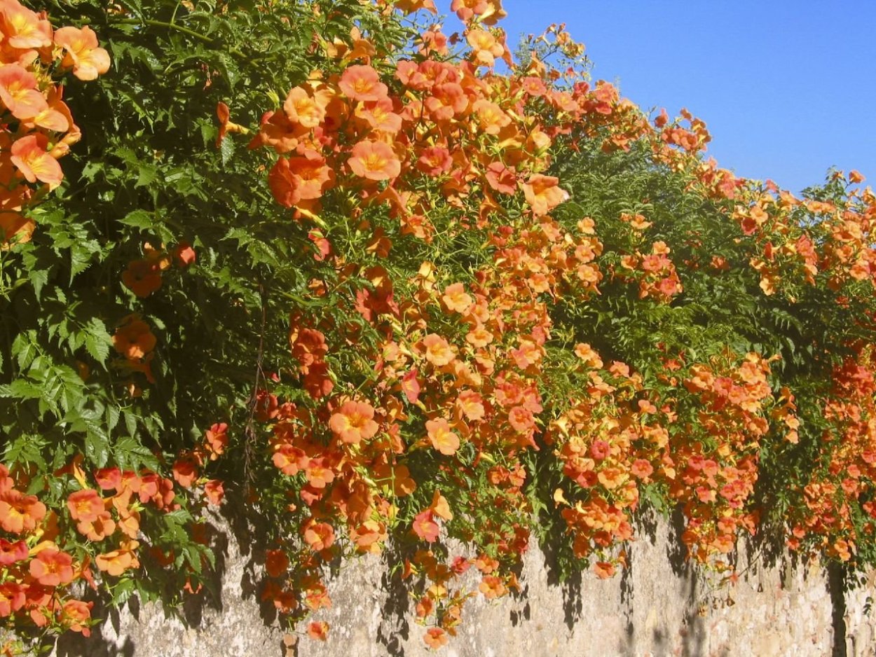 Campsis radicans (кампсис)