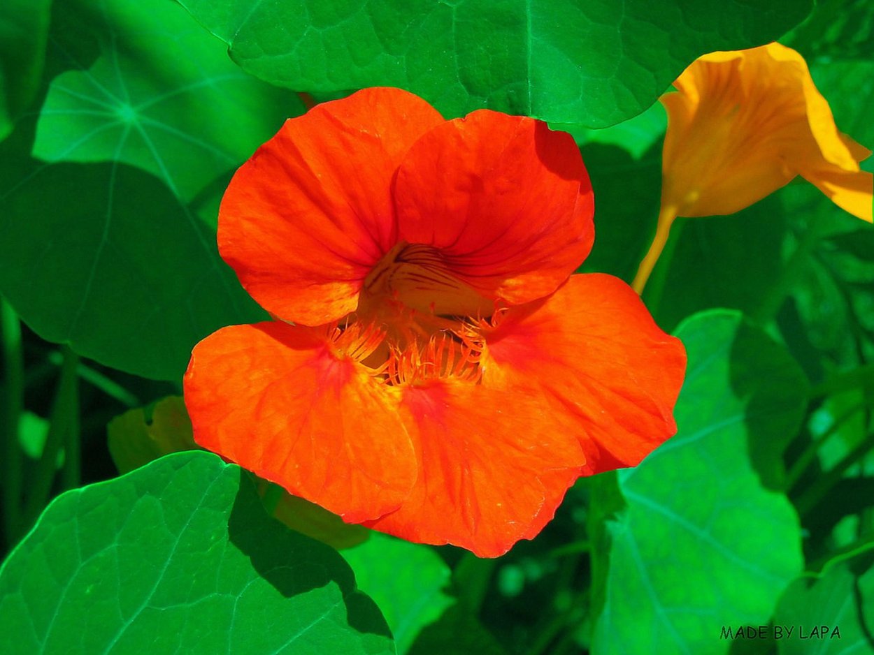 Кампсис укореняющийся