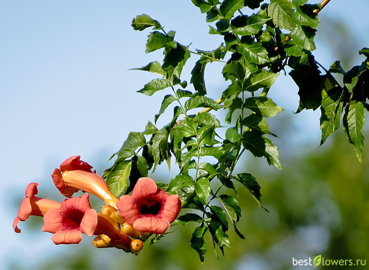 Цветок Лиана кампсис