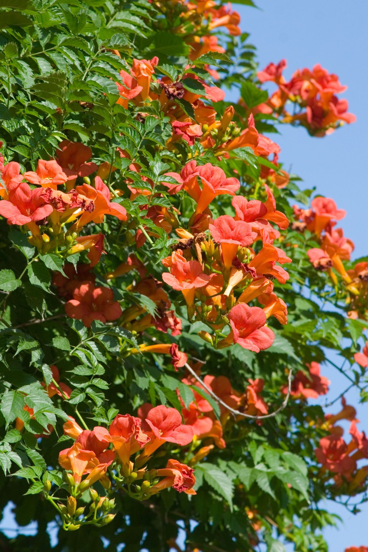 Лиана текома кампсис