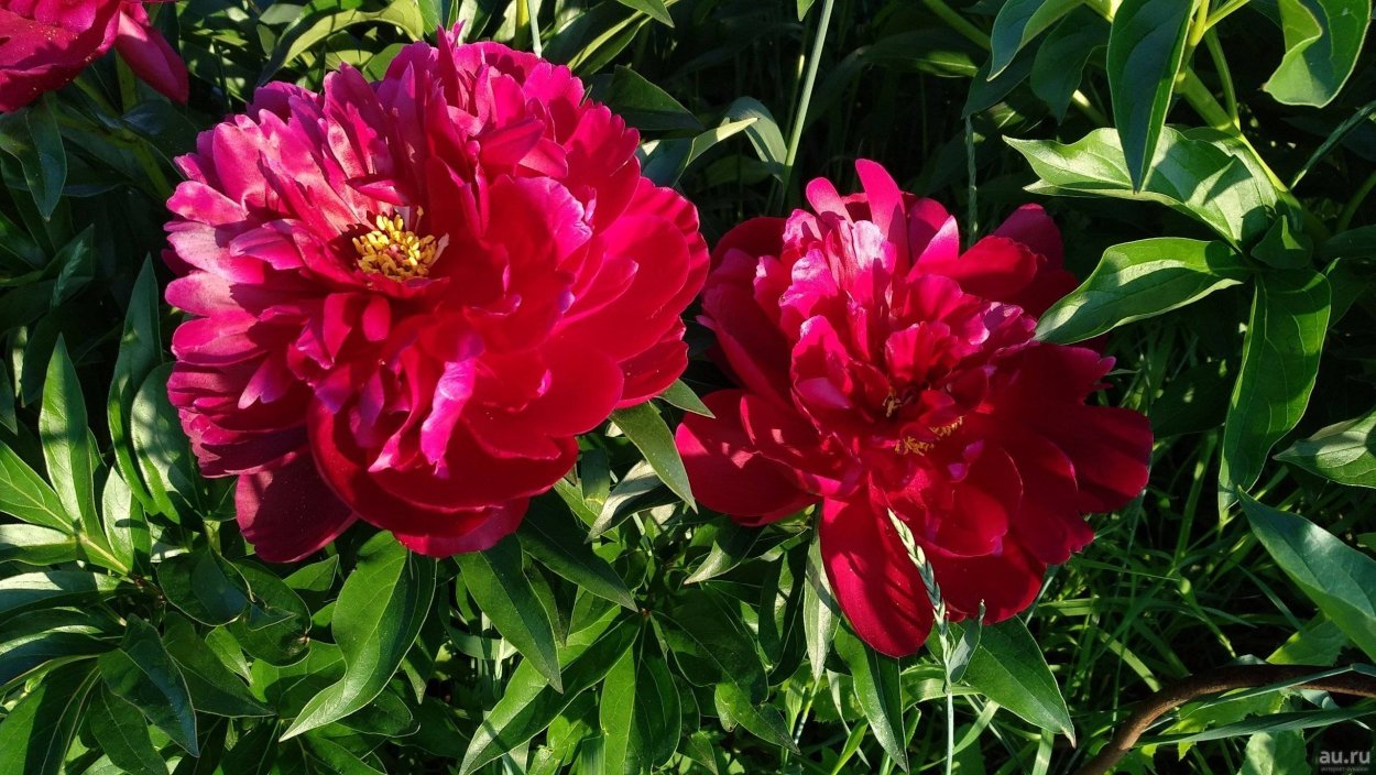 Пион травянистый Блэк Бьюти