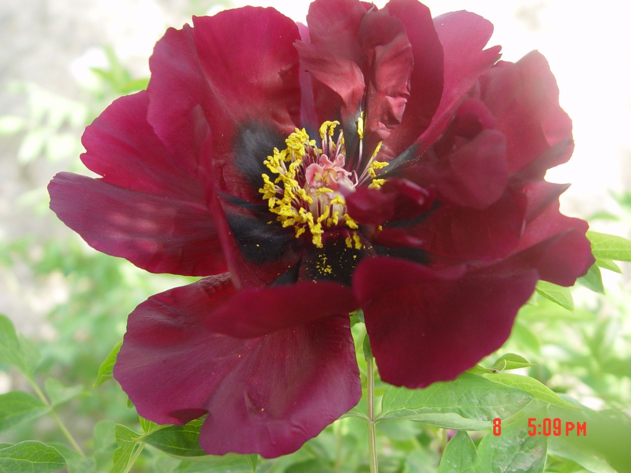 Пион черный вельвет