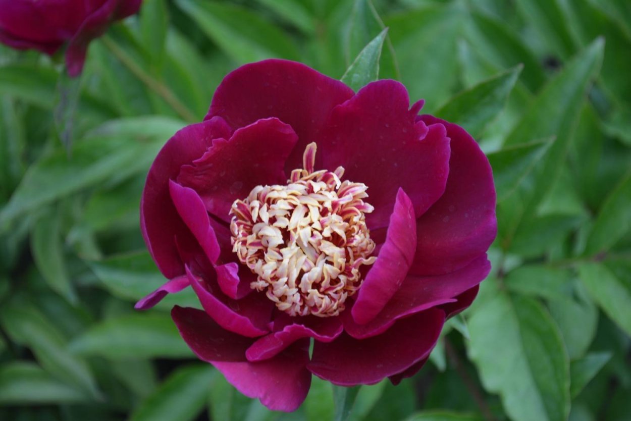 Пион Эрли Блэк