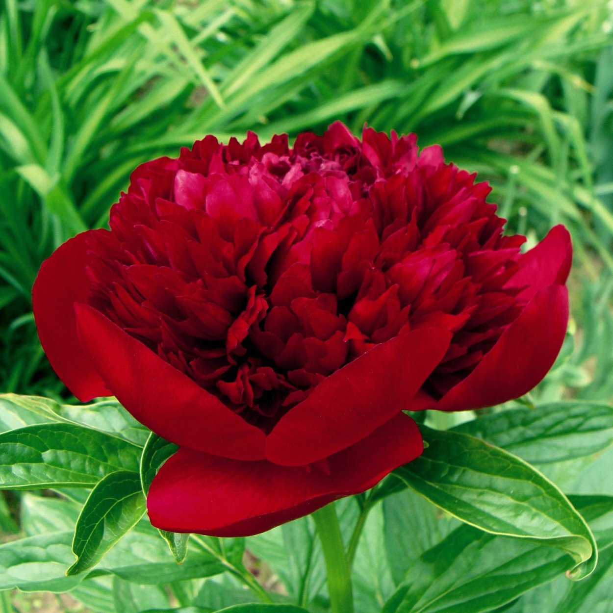 Пион травянистый Блэк Бьюти