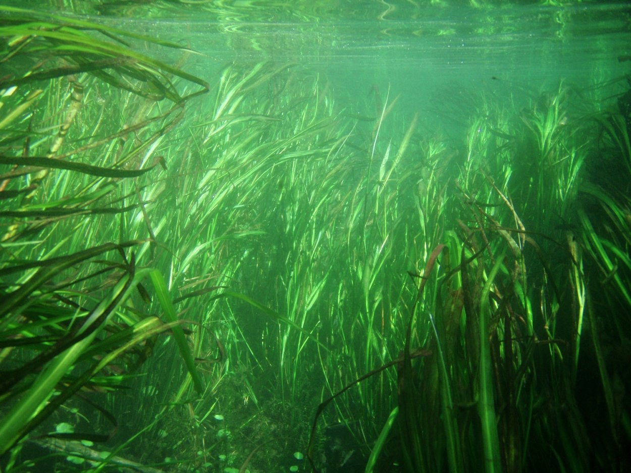 Маримо водоросль