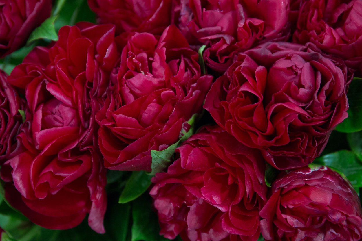 Гортензия бургунди бордо