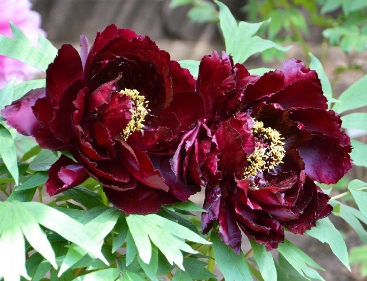 Пион древовидный черная пантера