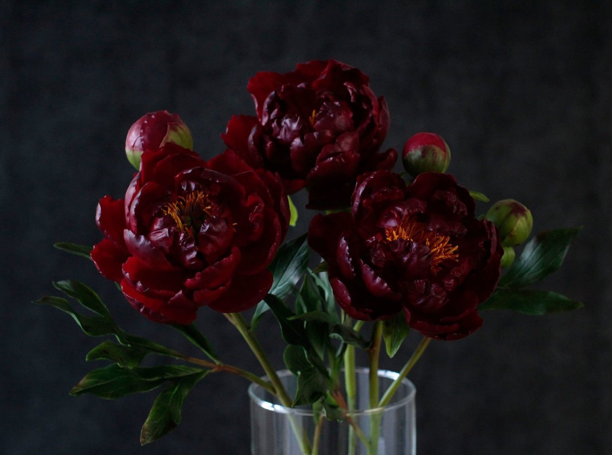 Пион Блэк Бьюти Black Beauty