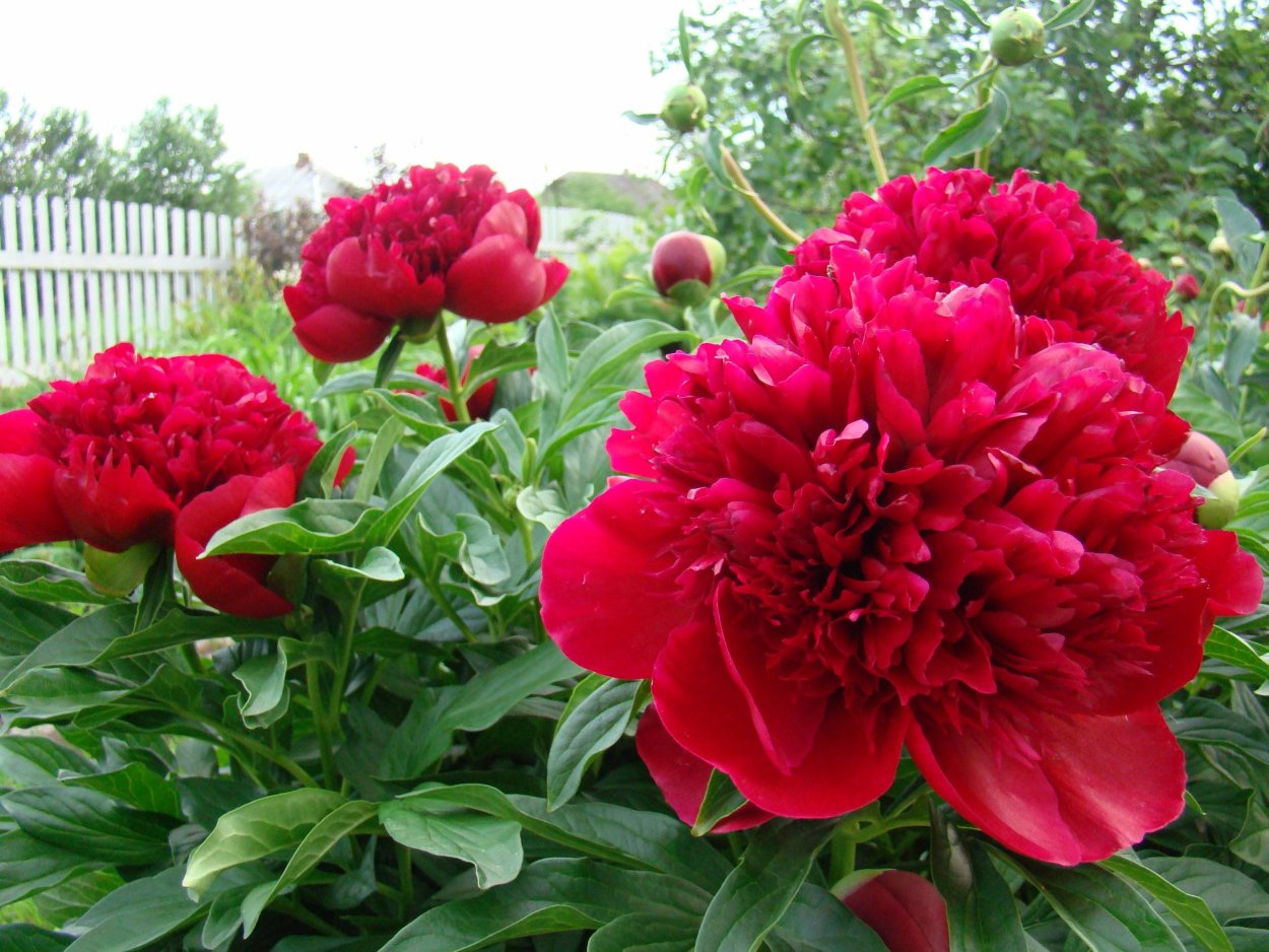 Ирэдзуми пион